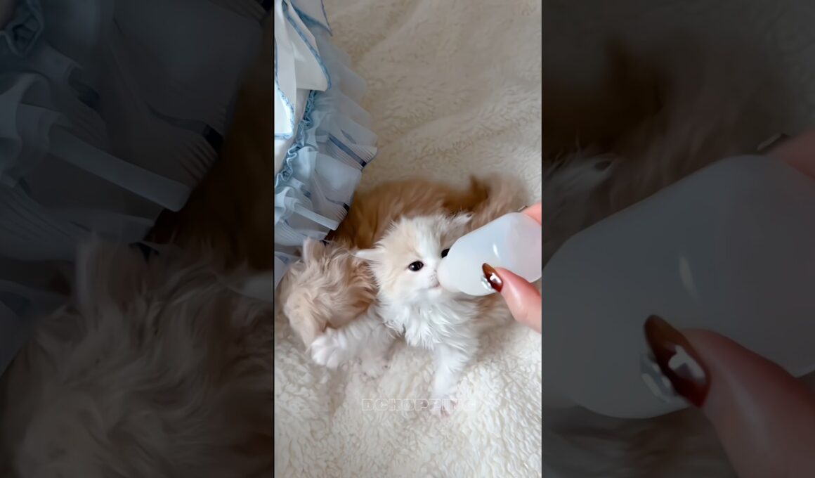 🥰🍼Kitten Milk Time #cat #kitten #子猫 #cute