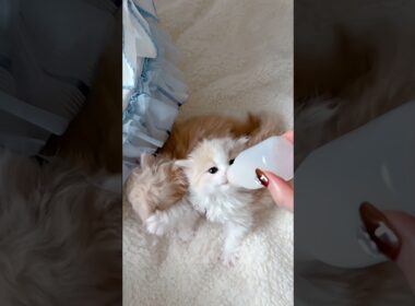 🥰🍼Kitten Milk Time #cat #kitten #子猫 #cute