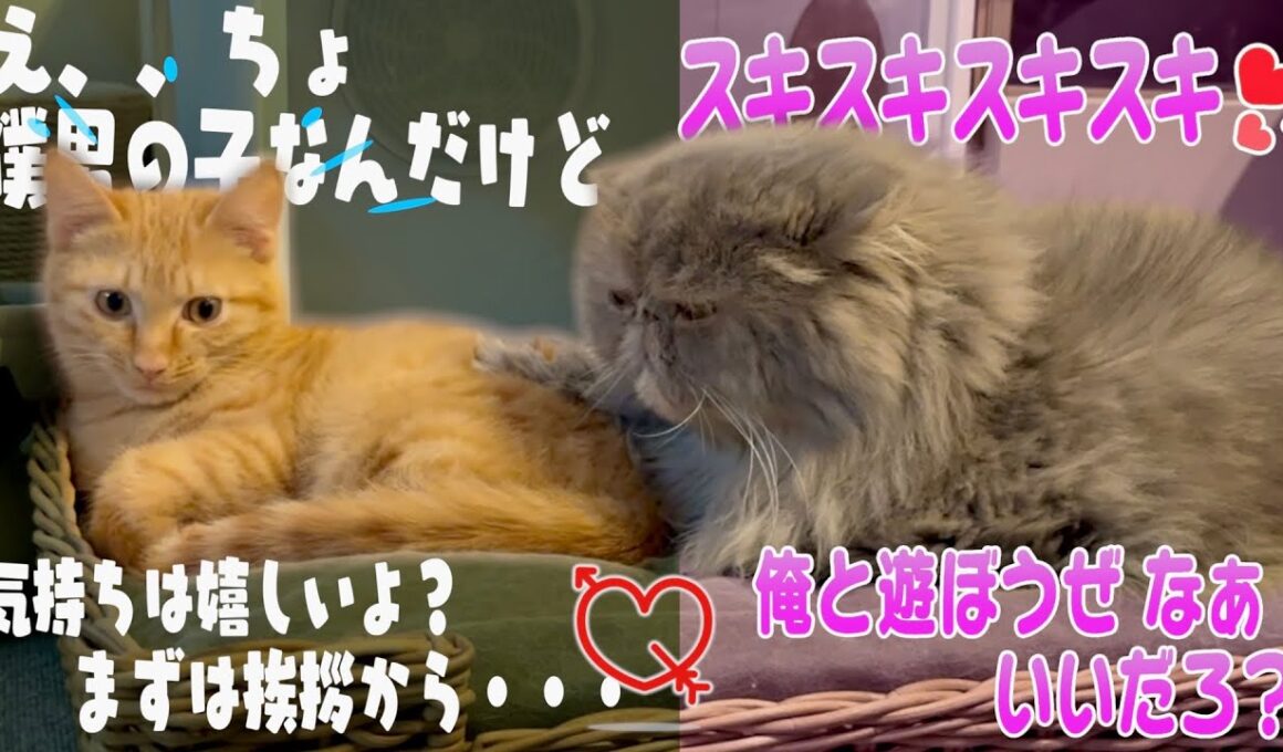 新入り子猫に惚れた兄猫がヤバいことになってます。