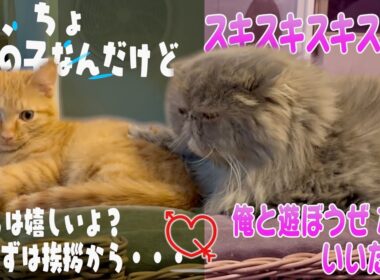 新入り子猫に惚れた兄猫がヤバいことになってます。