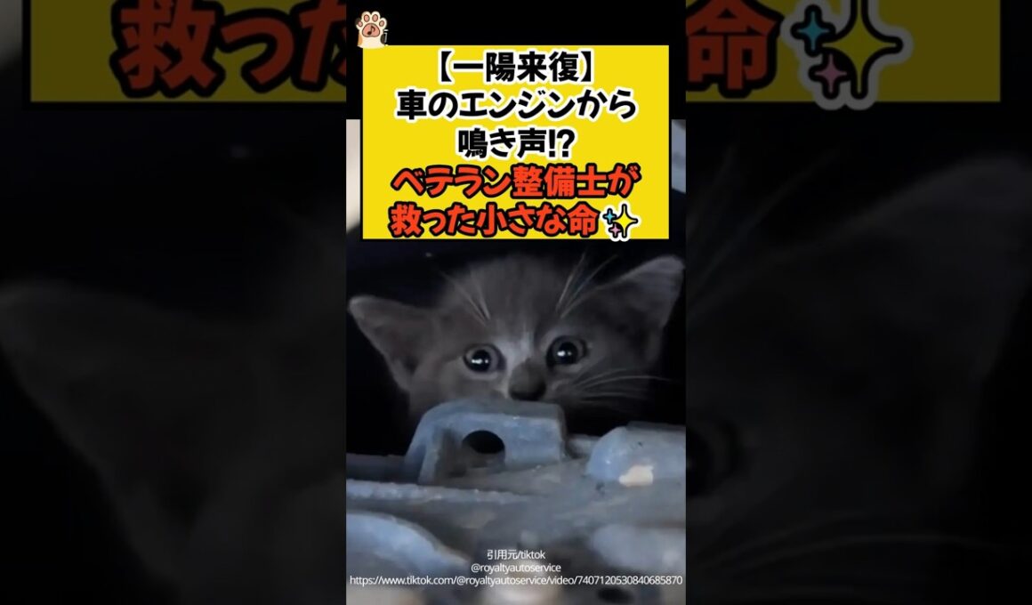 【一陽来復】車のエンジンから鳴き声！？ベテラン整備士が救った小さな命✨ #shorts #ねこ #cat #保護猫 #整備士 #救出 #看板猫 #青山龍星