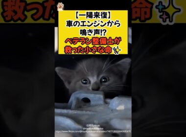 【一陽来復】車のエンジンから鳴き声！？ベテラン整備士が救った小さな命✨ #shorts #ねこ #cat #保護猫 #整備士 #救出 #看板猫 #青山龍星