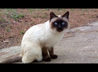 公園で出会ったシャム猫ちゃん、なかなか懐いてくれません