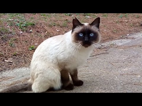 公園で出会ったシャム猫ちゃん、なかなか懐いてくれません