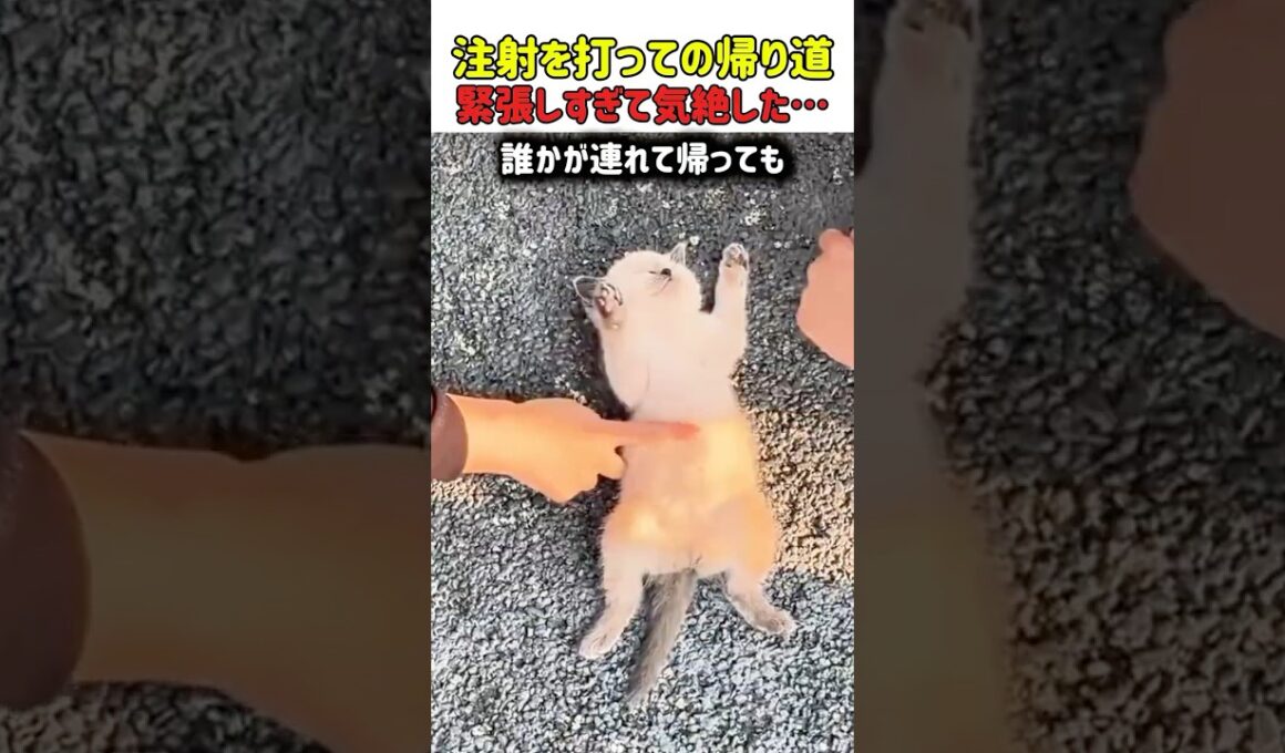 注射を打たれてピーピー鳴いてたら、そのまま気絶しちゃったニャン？　#子猫 #こねこ #猫 #ねこ #にゃんこ #猫動画 #驚き #猫のいる暮らし #可愛い #癒やし #shorts