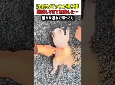 注射を打たれてピーピー鳴いてたら、そのまま気絶しちゃったニャン？　#子猫 #こねこ #猫 #ねこ #にゃんこ #猫動画 #驚き #猫のいる暮らし #可愛い #癒やし #shorts