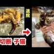 【衝撃】片足を失った子猫。骨がむき出しだったあの日から、奇跡の退院！