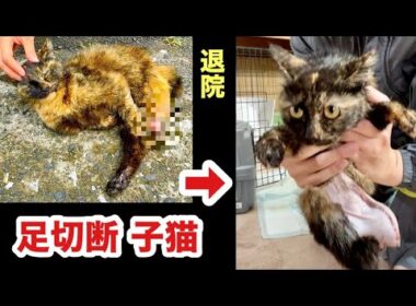 【衝撃】片足を失った子猫。骨がむき出しだったあの日から、奇跡の退院！