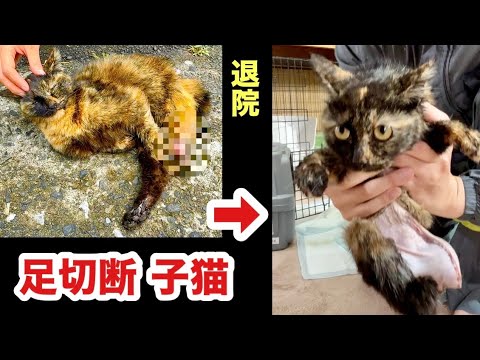 【衝撃】片足を失った子猫。骨がむき出しだったあの日から、奇跡の退院！