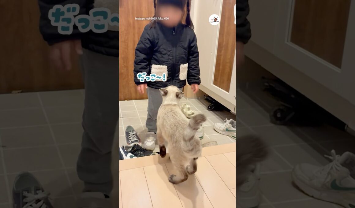 女の子に甘えたい猫｜PECO