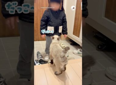 女の子に甘えたい猫｜PECO