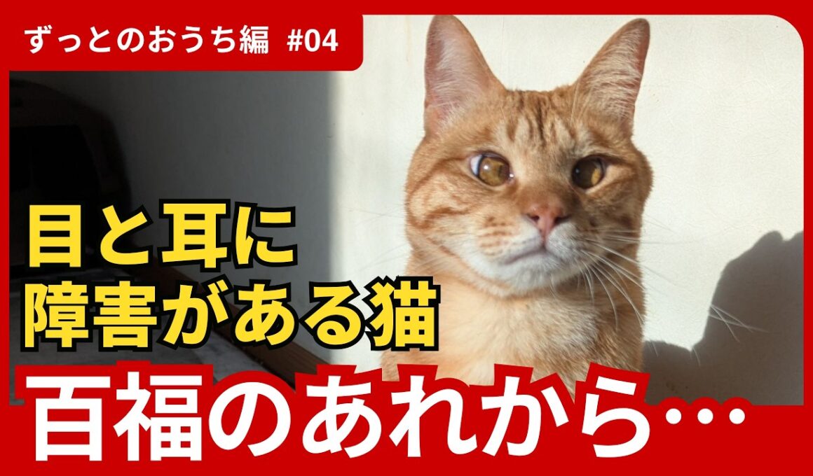 【神戸保護猫】目と耳に障害がある猫  百福のあれから…《ずっとのおうち編PART4》