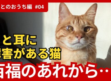 【神戸保護猫】目と耳に障害がある猫  百福のあれから…《ずっとのおうち編PART4》