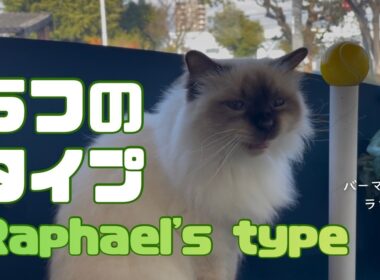 バーマン猫ラフ【ラフのタイプ】Raphael's type（バーマン猫）Birman/Cat