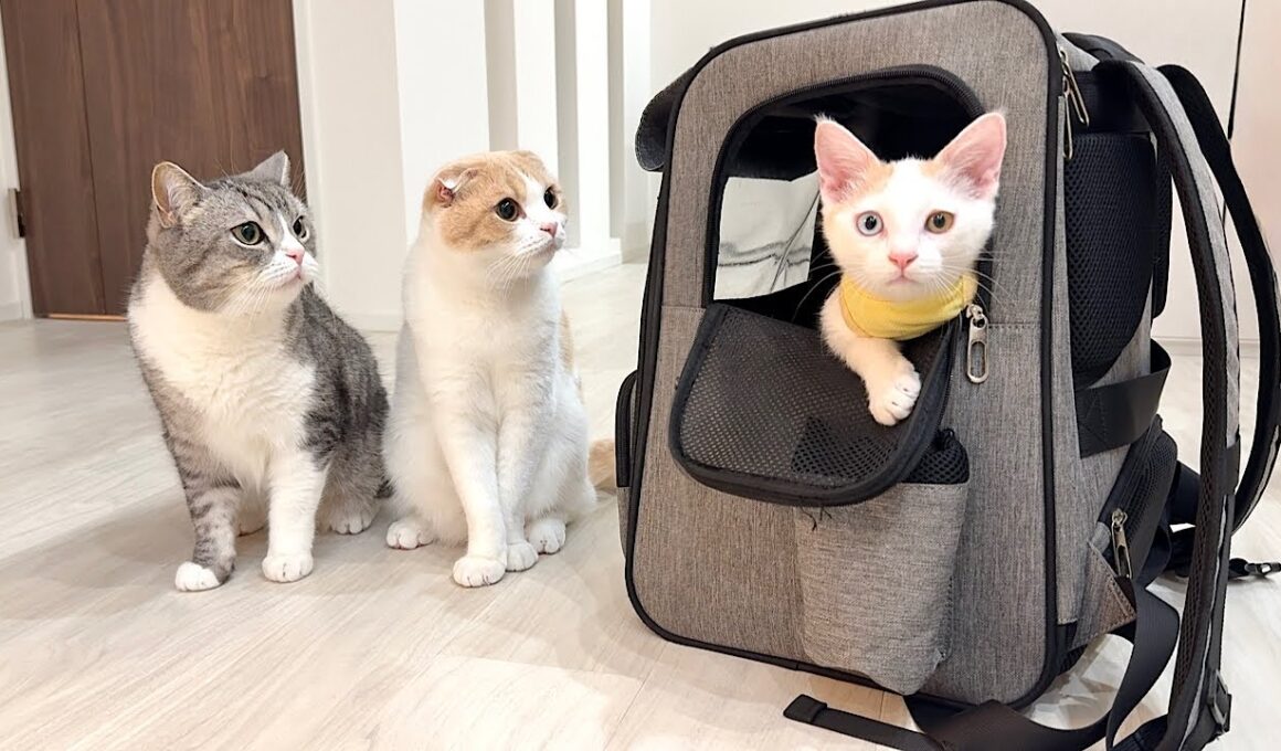 3ヶ月一緒に過ごした子猫とお別れすることになりました。