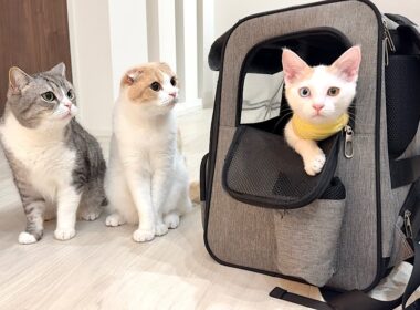 3ヶ月一緒に過ごした子猫とお別れすることになりました。