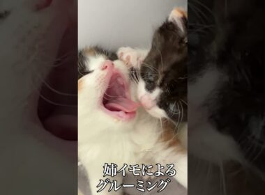 🐱イモ幼猫のイモピラミッド、崩れる   #cat #kitten #猫 #子猫 #ねこ #こねこ #保護猫  #shorts  #猫のいる暮らし