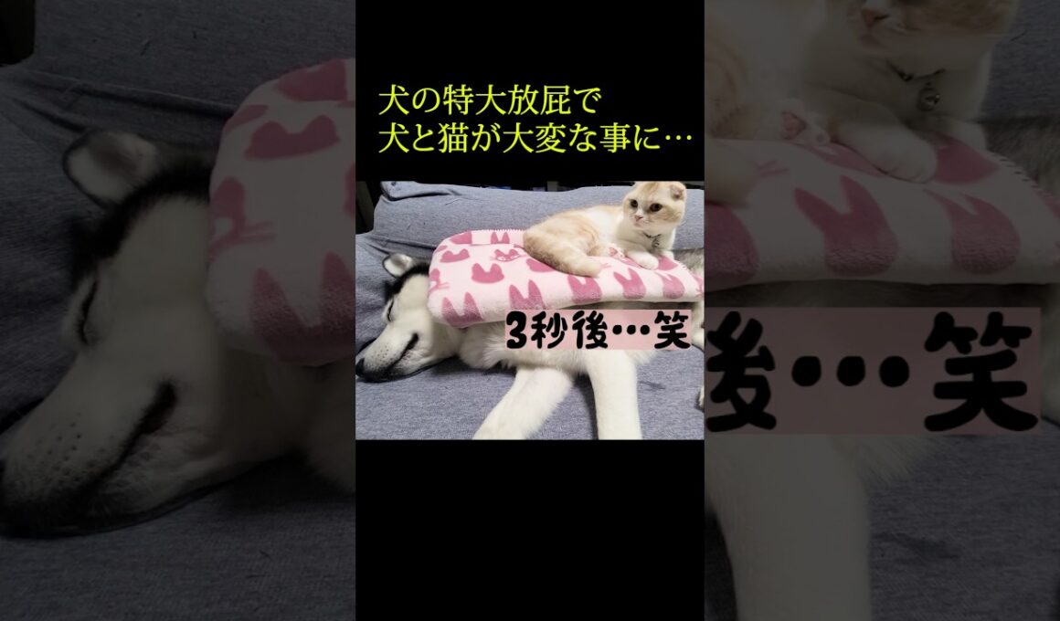 3秒後。犬の特大放屁で犬と猫が大変なことに...笑#shorts