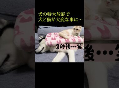 3秒後。犬の特大放屁で犬と猫が大変なことに...笑#shorts
