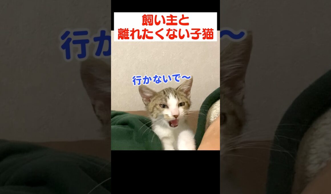 子猫のワガママを聞いたら大変なことになりました…