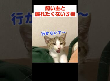 子猫のワガママを聞いたら大変なことになりました…