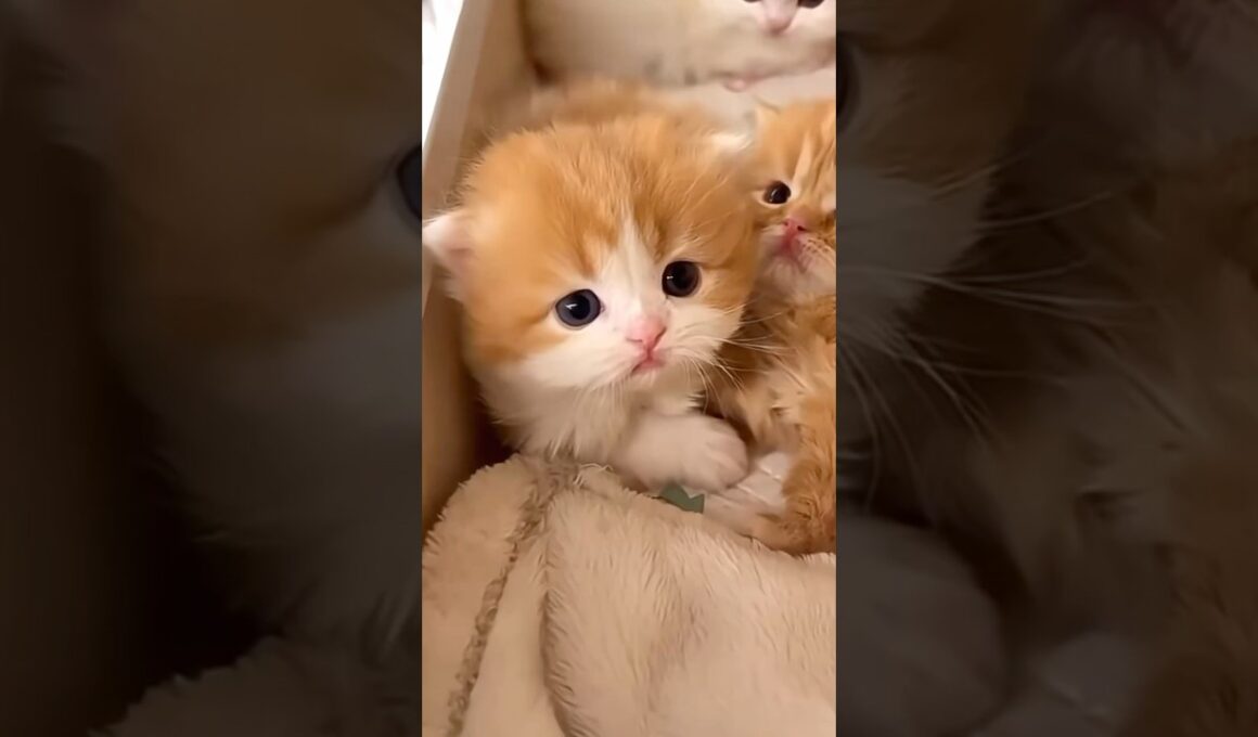 かわいいこねこちゃんまとめました  #shorts #猫 #子猫 #cat  #kitten #猫ショート