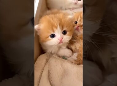 かわいいこねこちゃんまとめました  #shorts #猫 #子猫 #cat  #kitten #猫ショート