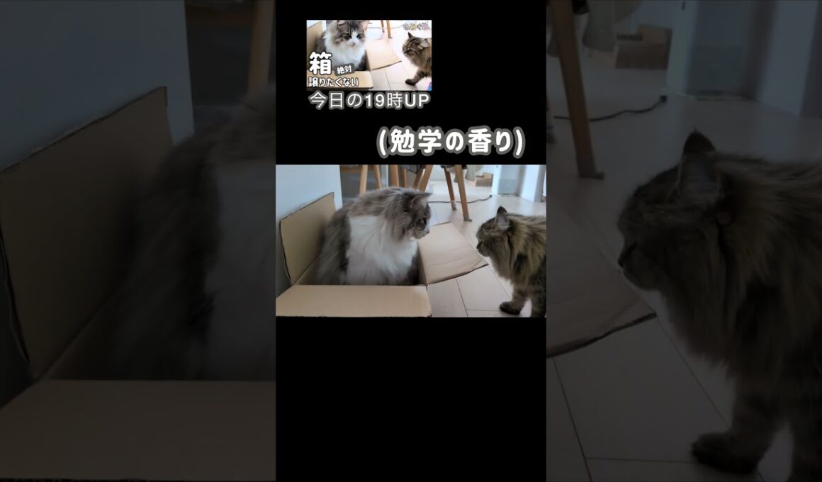 箱は譲りたくない大型猫 #ノルウェージャンフォレストキャット