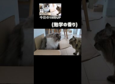 箱は譲りたくない大型猫 #ノルウェージャンフォレストキャット