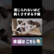 🤦🏻‍♀️💘 #shorts #猫 #子猫 #ラグドール #甘えん坊猫 #猫動画