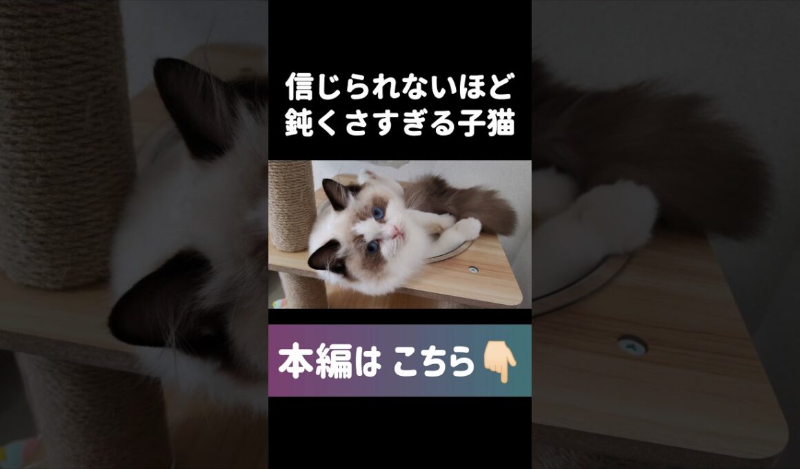 🤦🏻‍♀️💘 #shorts #猫 #子猫 #ラグドール #甘えん坊猫 #猫動画