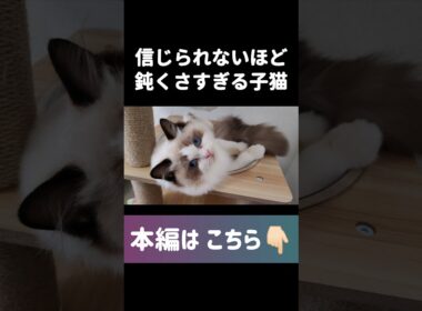 🤦🏻‍♀️💘 #shorts #猫 #子猫 #ラグドール #甘えん坊猫 #猫動画