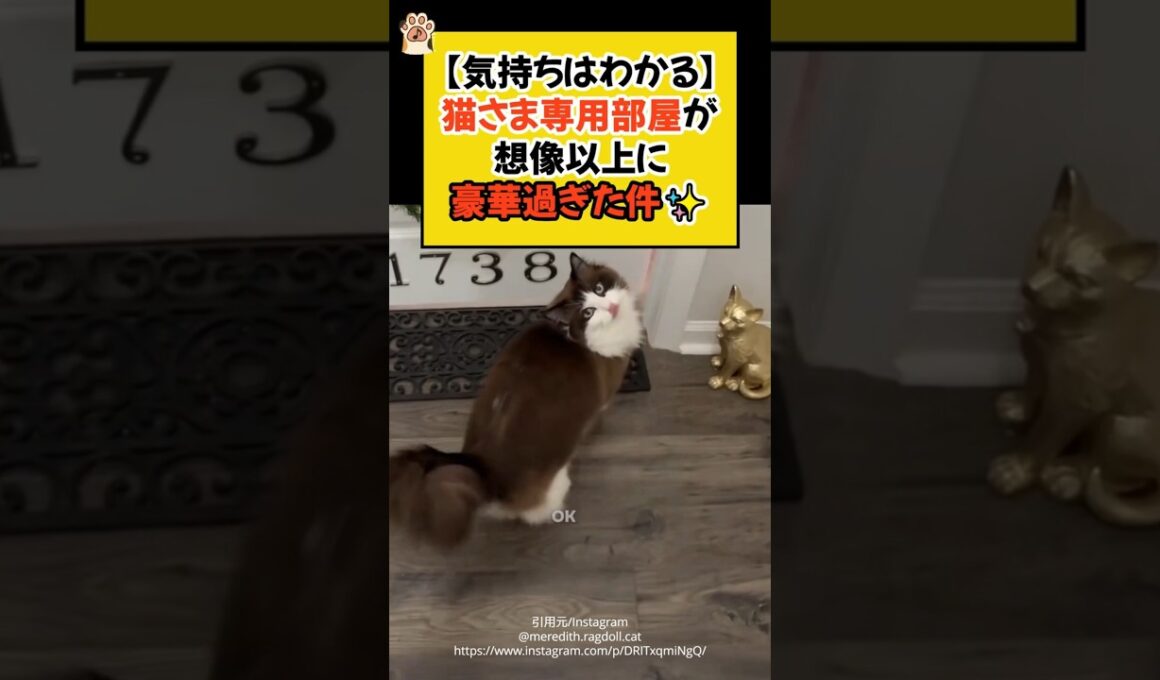 【気持ちはわかる】猫さま専用部屋が、想像以上に豪華過ぎた件✨ #shorts  #猫のいる暮らし #ねこ #cat #ラグドール #豪華 #セレブ #青山龍星