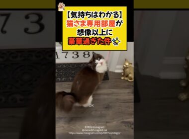 【気持ちはわかる】猫さま専用部屋が、想像以上に豪華過ぎた件✨ #shorts  #猫のいる暮らし #ねこ #cat #ラグドール #豪華 #セレブ #青山龍星