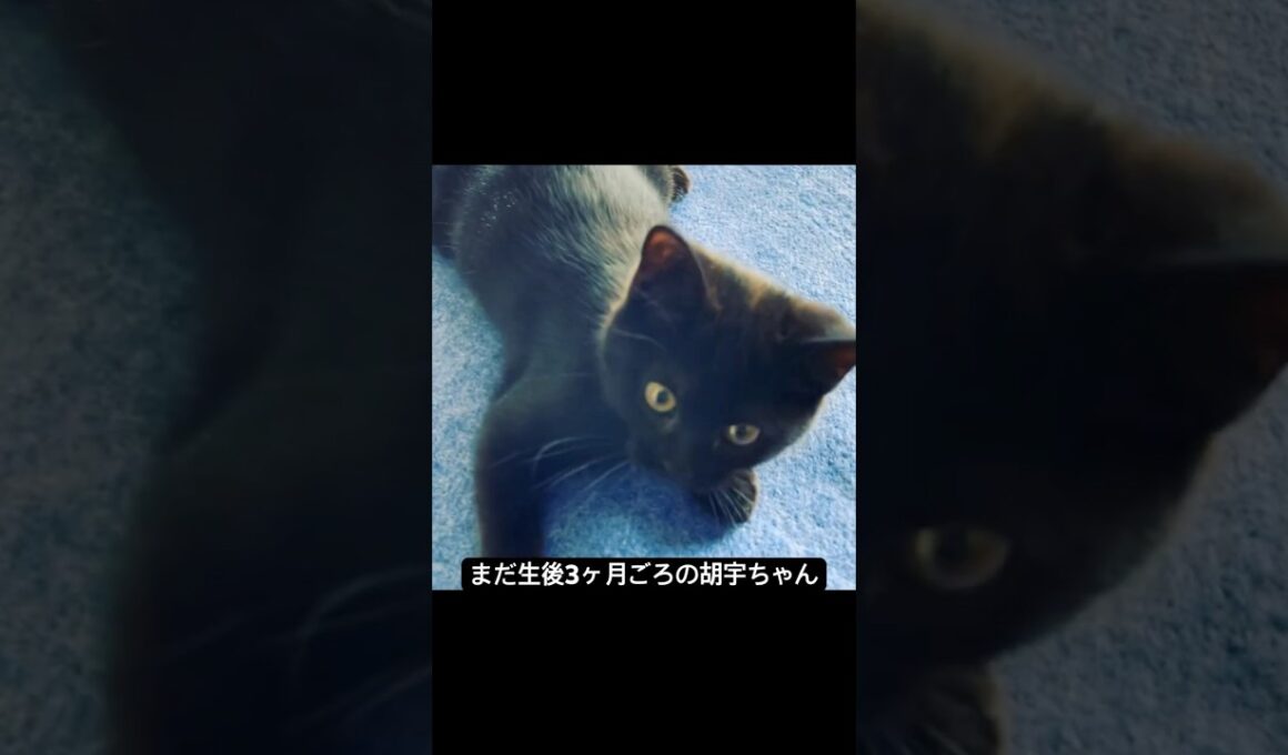 愛されてすくすく育ちました #cat #猫のいる暮らし #ボンベイ