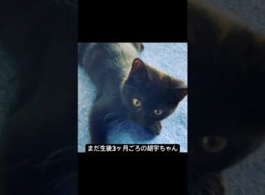 愛されてすくすく育ちました #cat #猫のいる暮らし #ボンベイ