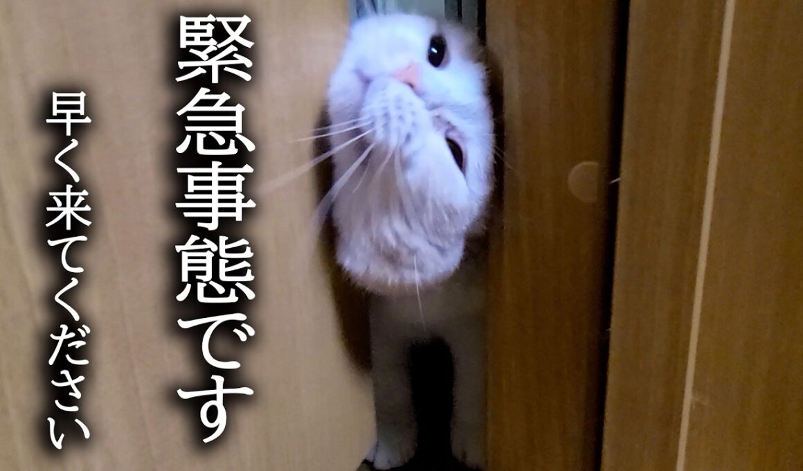 猫が緊急でドアをこじ開けて入って来たのでついて行くと...
