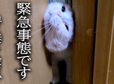 猫が緊急でドアをこじ開けて入って来たのでついて行くと...