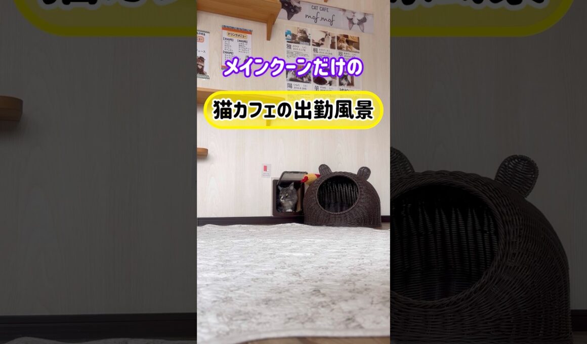 20260329メインクーンだけの【猫カフェの出勤風景】#cat #cooncat #mainecat #もふもふ