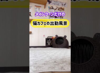 20260329メインクーンだけの【猫カフェの出勤風景】#cat #cooncat #mainecat #もふもふ