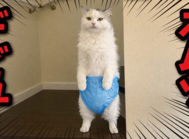 毎日アレ💩を落とされるのでオムツを履かせてみた結果…