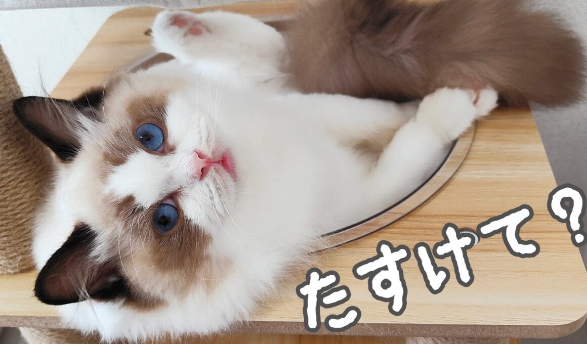 信じられないくらい鈍くさすぎる子猫を宇宙船に入れてみたらこうなりました