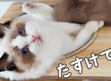 信じられないくらい鈍くさすぎる子猫を宇宙船に入れてみたらこうなりました