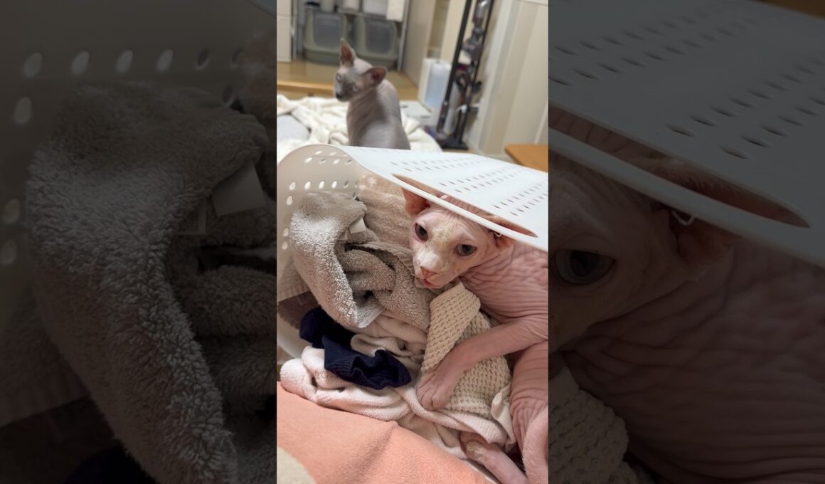 乾燥後の洗濯物が入ったカゴの中で眠ろうとする猫アレクサ【スフィンクス】