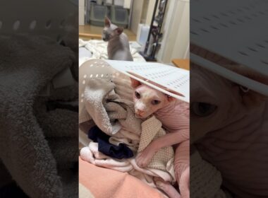 乾燥後の洗濯物が入ったカゴの中で眠ろうとする猫アレクサ【スフィンクス】