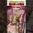 【感動】子猫を次々と連れ去る女性ｗ 理由を知ったら「神対応」すぎて涙が止まらないｗ 　#猫 #ねこ #にゃんこ #猫動画 #感動 #保護猫 #子猫 #猫のいる暮らし #幸せな瞬間 #shorts