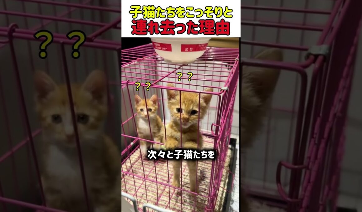 【感動】子猫を次々と連れ去る女性ｗ 理由を知ったら「神対応」すぎて涙が止まらないｗ 　#猫 #ねこ #にゃんこ #猫動画 #感動 #保護猫 #子猫 #猫のいる暮らし #幸せな瞬間 #shorts