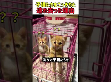 【感動】子猫を次々と連れ去る女性ｗ 理由を知ったら「神対応」すぎて涙が止まらないｗ 　#猫 #ねこ #にゃんこ #猫動画 #感動 #保護猫 #子猫 #猫のいる暮らし #幸せな瞬間 #shorts