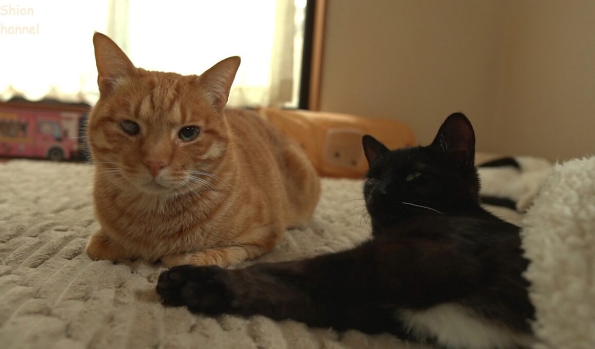 初めてみんなでお昼寝をした記念の日🌸