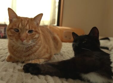 初めてみんなでお昼寝をした記念の日🌸